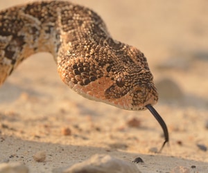 Every Creature Has Its Place in the Fynbos