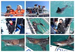 Daily Blog: 21 October 2025 | Shark Cage Diving in South Africa