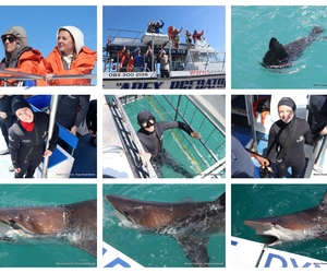 Daily Blog: 21 October 2025 | Shark Cage Diving in South Africa
