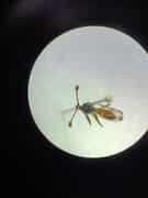 Guess This Little Creature!