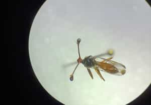 Guess This Little Creature!