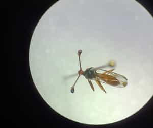 Guess This Little Creature!