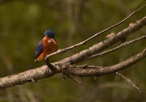 Wildlife Wonders at Grootbos Reserve