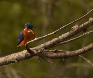 Wildlife Wonders at Grootbos Reserve