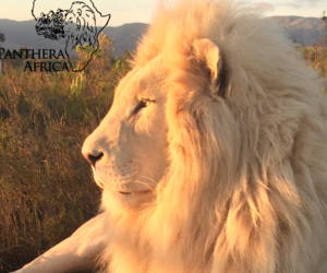 Sunset Visits at Panthera Africa