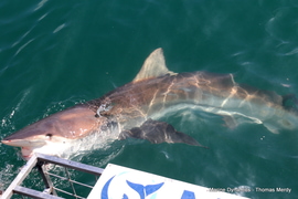 Daily Blog: 28 October 2025 | Shark Cage Diving in South Africa