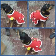 Getting Festive at The Pet Grocer!