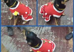 Getting Festive at The Pet Grocer!