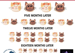 Mini-Cat Steri-Thon Success - 22 October 2025