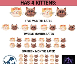 Mini-Cat Steri-Thon Success - 22 October 2025