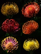 Parting Shots of the Week