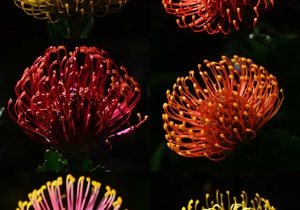 Parting Shots of the Week