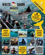 Experience the Thrill of Shark Cage Diving in Gansbaai!