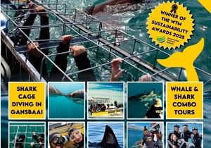 Experience the Thrill of Shark Cage Diving in Gansbaai!