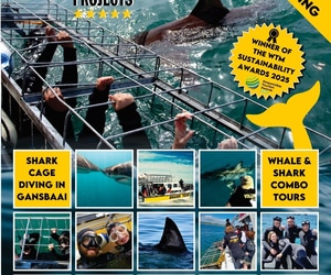Experience the Thrill of Shark Cage Diving in Gansbaai!