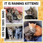 Raining Kittens at BARC!