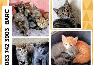 Raining Kittens at BARC!