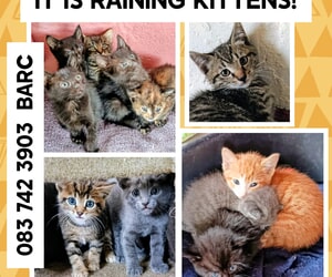 Raining Kittens at BARC!