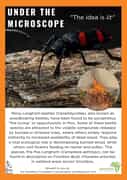 Under the Microscope: Fire-Loving Longhorn Beetles