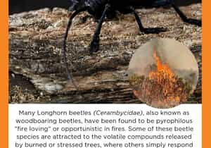 Under the Microscope: Fire-Loving Longhorn Beetles