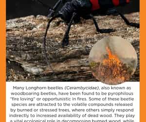 Under the Microscope: Fire-Loving Longhorn Beetles