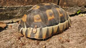 Wildlife Wonders at Grootbos