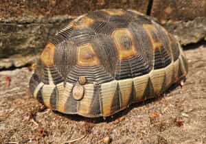 Wildlife Wonders at Grootbos