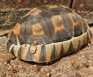 Wildlife Wonders at Grootbos