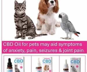 Vitozall CBD Oil for Pets