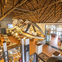 Restaurant - Great White House - Xplorio™ Gansbaai