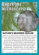 Under the Microscope: Nature’s Bearded Healer