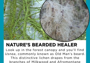 Under the Microscope: Nature’s Bearded Healer