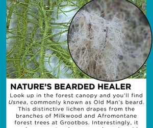 Under the Microscope: Nature’s Bearded Healer
