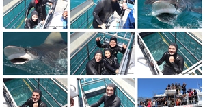 Daily Blog: 11 November 2025 | Shark Cage Diving in South Africa