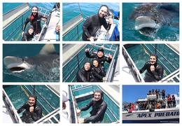 Daily Blog: 11 November 2025 | Shark Cage Diving in South Africa