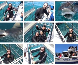 Daily Blog: 11 November 2025 | Shark Cage Diving in South Africa