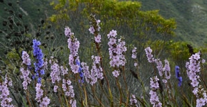 Aristea Spiralis - A Blue Gem in the Fynbos