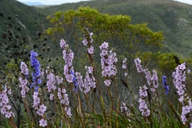 Aristea Spiralis - A Blue Gem in the Fynbos