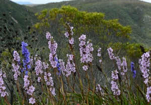 Aristea Spiralis - A Blue Gem in the Fynbos