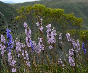 Aristea Spiralis - A Blue Gem in the Fynbos