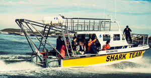 White Shark Projects Dive Review