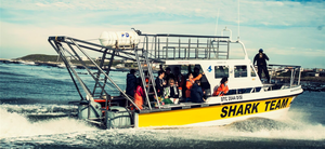 White Shark Projects Dive Review