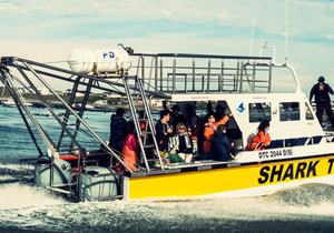 White Shark Projects Dive Review