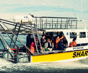 White Shark Projects Dive Review