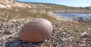 Nature’s Comeback!