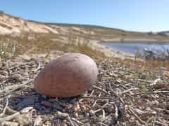 Nature’s Comeback!