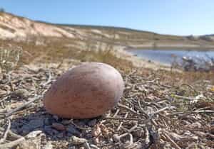 Nature’s Comeback!