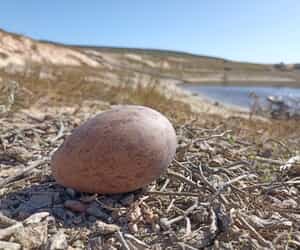 Nature’s Comeback!