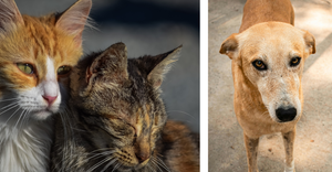 What is a Steri-Thon & How to Sponsor an Animal