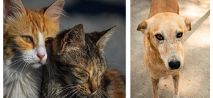 What is a Steri-Thon & How to Sponsor an Animal